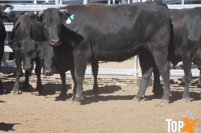 A+ 22/5 - 216 ANGUS X COWS PTIC TO ANGUS BULLS