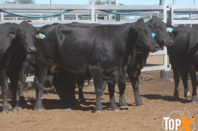 A+ 22/5 - 216 ANGUS X COWS PTIC TO ANGUS BULLS