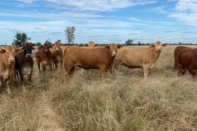 150 Charolais & Droughtmaster X Heifers