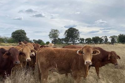 150 Charolais & Droughtmaster X Heifers