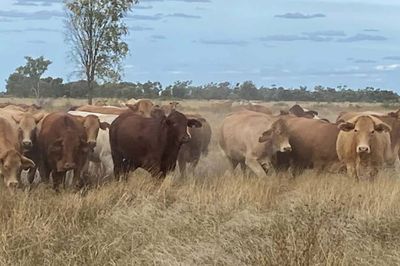 150 Charolais & Droughtmaster X Heifers