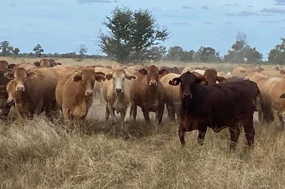 150 Charolais & Droughtmaster X Heifers