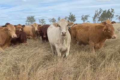 150 Charolais & Droughtmaster X Heifers