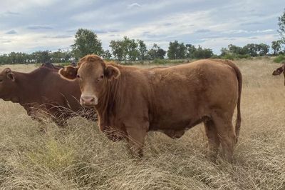 150 Charolais & Droughtmaster X Heifers