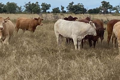 150 Charolais & Droughtmaster X Heifers