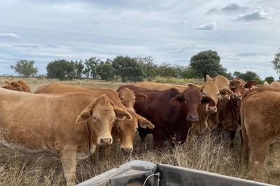 150 Charolais & Droughtmaster X Heifers