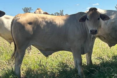 200 VGQ Charolais X Feeder Steers