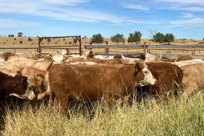 85 EU ACCREDITED CHR / HFD X SPEYED HEIFERS