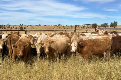 85 EU ACCREDITED CHR / HFD X SPEYED HEIFERS