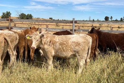 85 EU ACCREDITED CHR / HFD X SPEYED HEIFERS