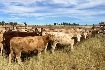 85 EU ACCREDITED CHR / HFD X SPEYED HEIFERS