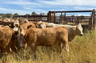 85 EU ACCREDITED CHR / HFD X SPEYED HEIFERS