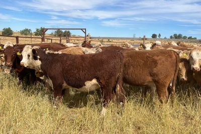 85 EU ACCREDITED CHR / HFD X SPEYED HEIFERS