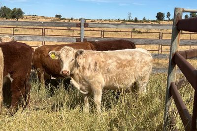 85 EU ACCREDITED CHR / HFD X SPEYED HEIFERS