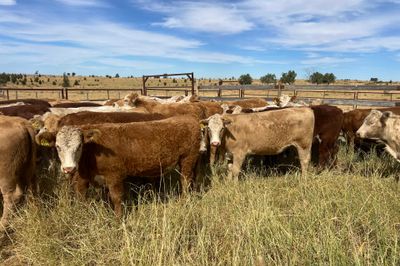 85 EU ACCREDITED CHR / HFD X SPEYED HEIFERS