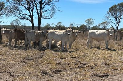 200 VGQ Charolais X Feeder Steers