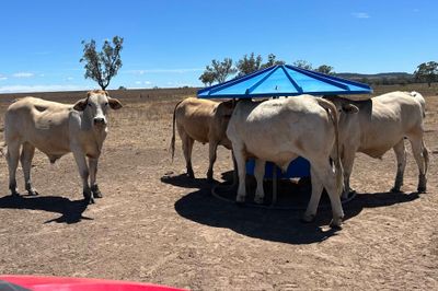 200 VGQ Charolais X Feeder Steers