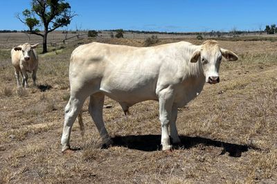 200 VGQ Charolais X Feeder Steers