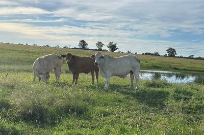 200 VGQ Charolais X Feeder Steers