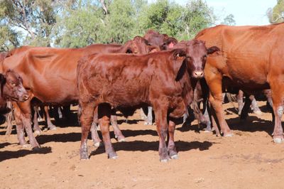 140 M/S Santa / Charolais Cross Weaners