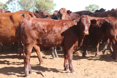 140 M/S Santa / Charolais Cross Weaners