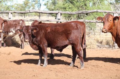 140 M/S Santa / Charolais Cross Weaners