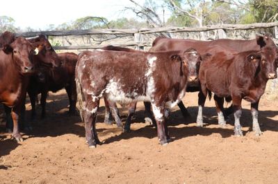 140 M/S Santa / Charolais Cross Weaners