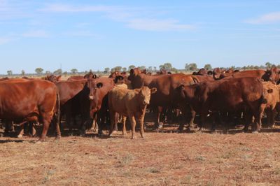 140 M/S Santa / Charolais Cross Weaners