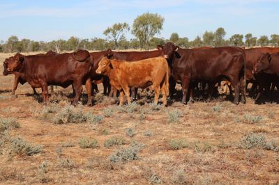 140 M/S Santa / Charolais Cross Weaners