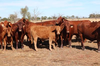 140 M/S Santa / Charolais Cross Weaners