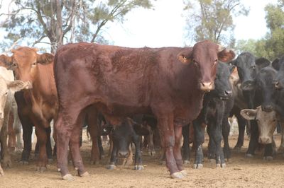 102 Santa/Angus/Charolais/Brahman Cross Steers