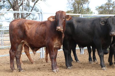 102 Santa/Angus/Charolais/Brahman Cross Steers