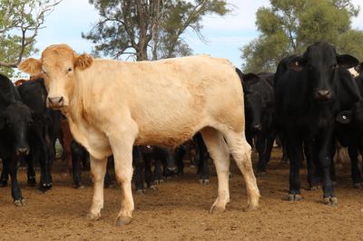 102 Santa/Angus/Charolais/Brahman Cross Steers