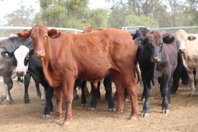 102 Santa/Angus/Charolais/Brahman Cross Steers