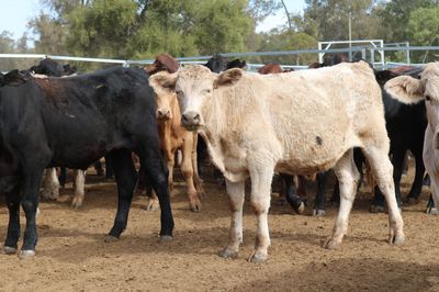 102 Santa/Angus/Charolais/Brahman Cross Steers