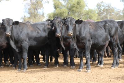 128 Angus & Angus Cross Backgrounder Steers