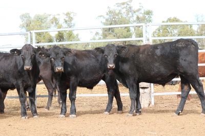 128 Angus & Angus Cross Backgrounder Steers