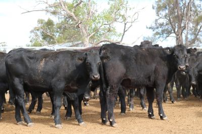 128 Angus & Angus Cross Backgrounder Steers