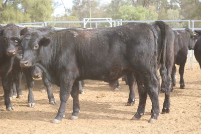 128 Angus & Angus Cross Backgrounder Steers