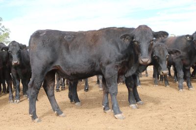 128 Angus & Angus Cross Backgrounder Steers