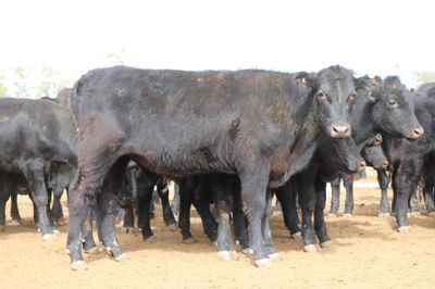 128 Angus & Angus Cross Backgrounder Steers