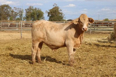 230 VGQ Charolais X Feeder Steers