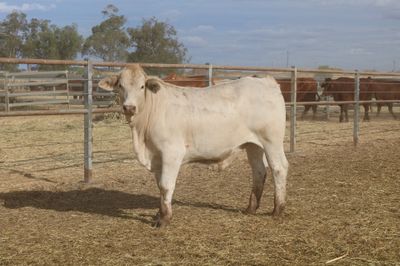 230 VGQ Charolais X Feeder Steers