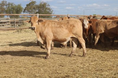 230 VGQ Charolais X Feeder Steers