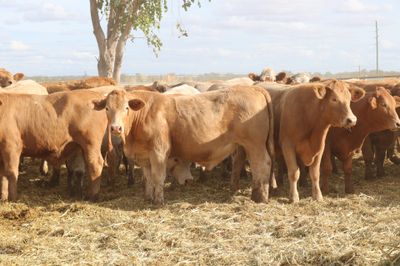 230 VGQ Charolais X Feeder Steers
