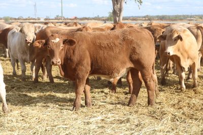 230 VGQ Charolais X Feeder Steers