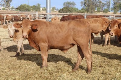 230 VGQ Charolais X Feeder Steers