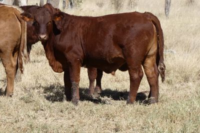 A/C Derbyshire Downs 140 S/G ANG CHR X Weaners