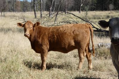 A/C Derbyshire Downs 140 S/G ANG CHR X Weaners