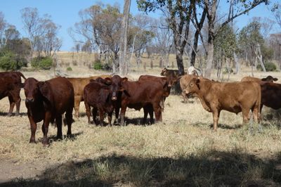 A/C Derbyshire Downs 140 S/G ANG CHR X Weaners